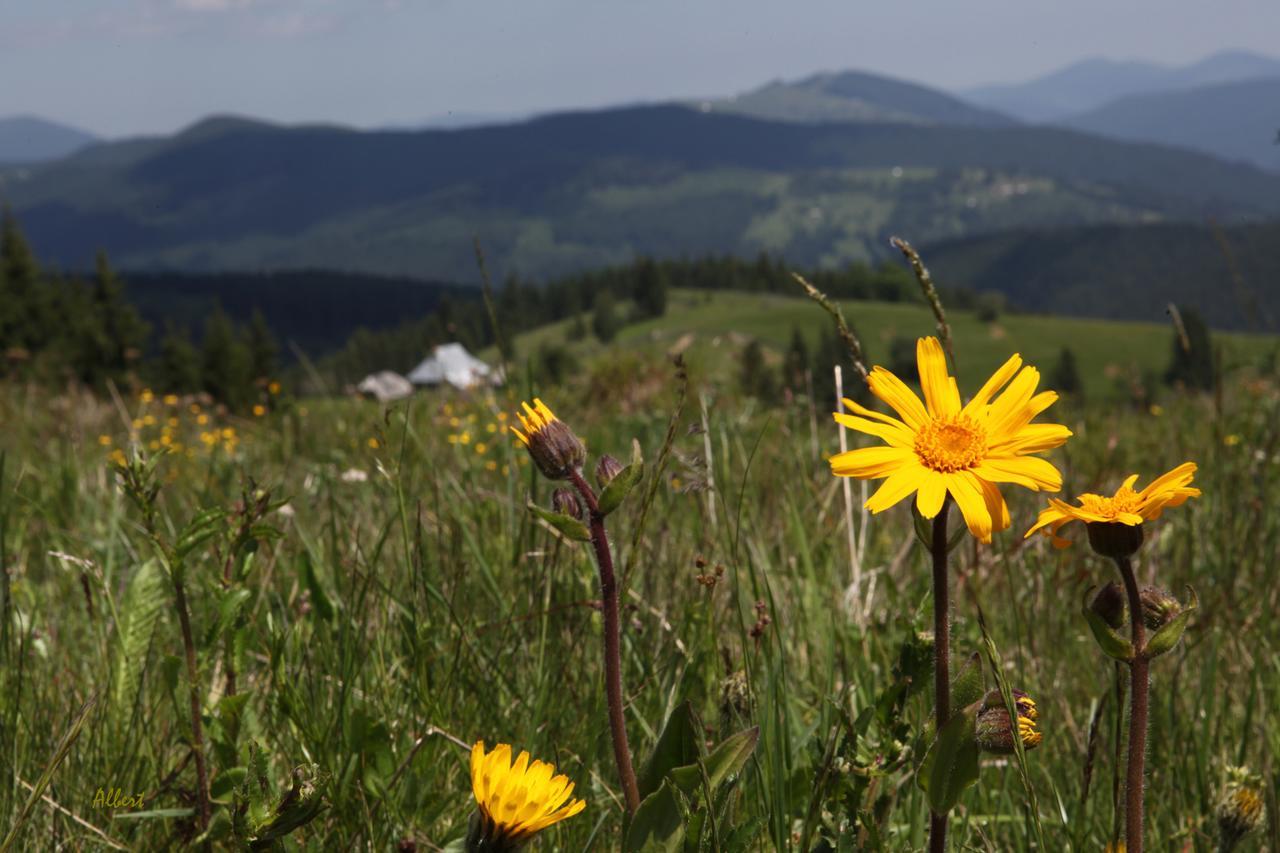 ホテル Arnica Montana Arieşeni エクステリア 写真